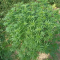 LSD Seeds - Cannabis Strain Seeds for Sale