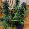 Vente de graines de cannabis LSD-25 Auto (Fast Buds)