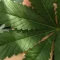 Blackberry Moonrocks Seeds (AlphaFem Seeds) - Cannabis Strain Seeds for Sale