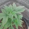 Semi di cannabis fem Gelato Auto in vendita