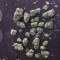 Auto Purple Gorilla Seeds