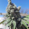 Sementes de maconha Triple G fem para venda