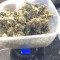 Runtz XL Auto feminized seeds for sale: information and reviews