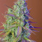 Girl Scout Cookies Auto (Cookies Auto) จาก Fast Buds