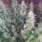 Big Bang Seeds