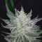 Original Big Bud Seeds - Cannabis Strain Seeds for Sale