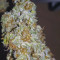 Original Afghan Kush Seeds