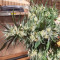 Buy White Gold feminized seeds by Expert Seeds