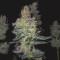 Dr. Bruce Banner CBD sementes feminizadas à venda: informações e comentários