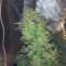 Vendita di semi di cannabis fem Royal Medic CBD