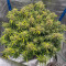 Original Cinderella Auto feminized seeds for sale: information and reviews