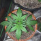 Buy Auto Brooklyn Sunrise feminized seeds by Dutch Passion