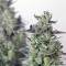 Compre sementes feminizadas Bubble Kush Automatic da Royal Queen Seeds