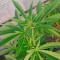 Durban Poison Seeds (Dutch Passion) - Cannabis Strain Seeds for Sale