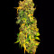 Compre sementes feminizadas CBD Auto 20: 1 da Fast Buds