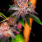 Ayahuasca Purple จาก Barney's Farm