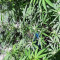 Lemon AK Seeds
