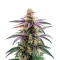 Blue Dream Auto Seeds