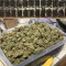 Blue Dream Seeds (Blimburn Seeds)