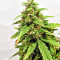 Graines de cannabis Buddha Medikit Auto CBD (Buddha Seeds)