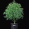 Cinderella Pineapple เมล็ดพันธุ์สตรี (Brothers Grimm Seeds)