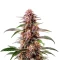 Extraction Guava Seeds