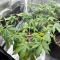 Forgotten Cookies Auto (Mephisto Genetics)