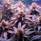 Fruit Punch (Heavyweight Seeds)