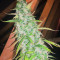 Gorilla Glue Auto (Auto Seeds)