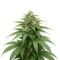 Semi Femminizzati Gorilla Cookies Auto (Big Head Seeds)