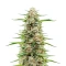 Sementes Feminizadas de Hella Jelly (Humboldt Seed Company)