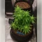 Hippo High Seeds