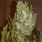 Original Auto White Widow Seeds