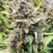 Graines féminisées d’Original Big Bud Auto (Fast Buds)