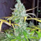 Graines de cannabis Pink Floyd Regular (Mr. Nice Seedbank)