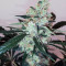 Semi femminizzati Pink Kush