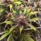 Graines féminisées de Purple Lemonade Poison Autoflower (Seedkeepers)