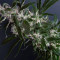 Semi Femminizzati Purple Punch (Barney's Farm)