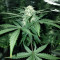 Semi femminizzati Purple Wreck