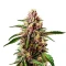 Red Dragon Seeds