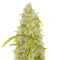 Sativa Auto Mix Pack Seeds From Herbies Seeds