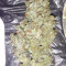 Shogun feminized seeds