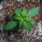 Graines de cannabis Venice Beach Afghan (Kera Seeds)