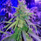 Graines de cannabis Supreme Kush CBD (Nirvana Seeds)