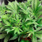 Big Bud Auto Feminized Seeds (Herbies Seeds USA)