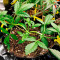 BlackBerry Autoflower (Herbies Seeds)