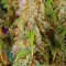 Green Crack Autoflower (Herbies Seeds)