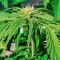 Wedding Cake Autoflower (Herbies Seeds)