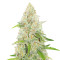 Graines de cannabis Special Queen #1 (RQS)