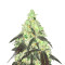 Bubba Island Kush feminized seeds